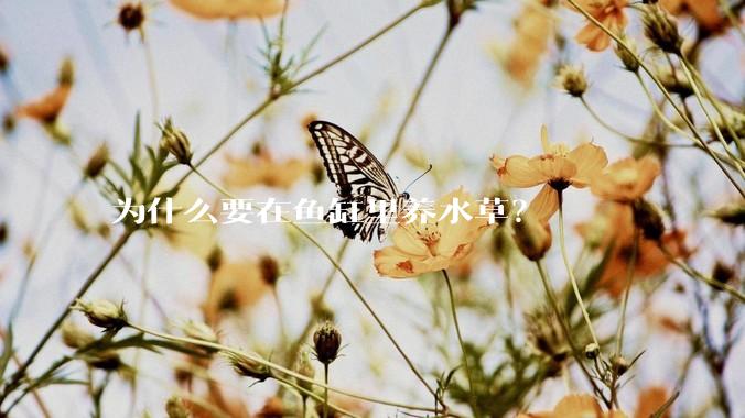 为什么要在鱼缸里养水草？